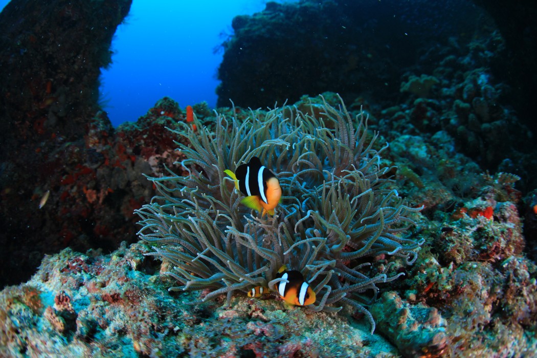 Veligandu Island Resort & Spa 103/172