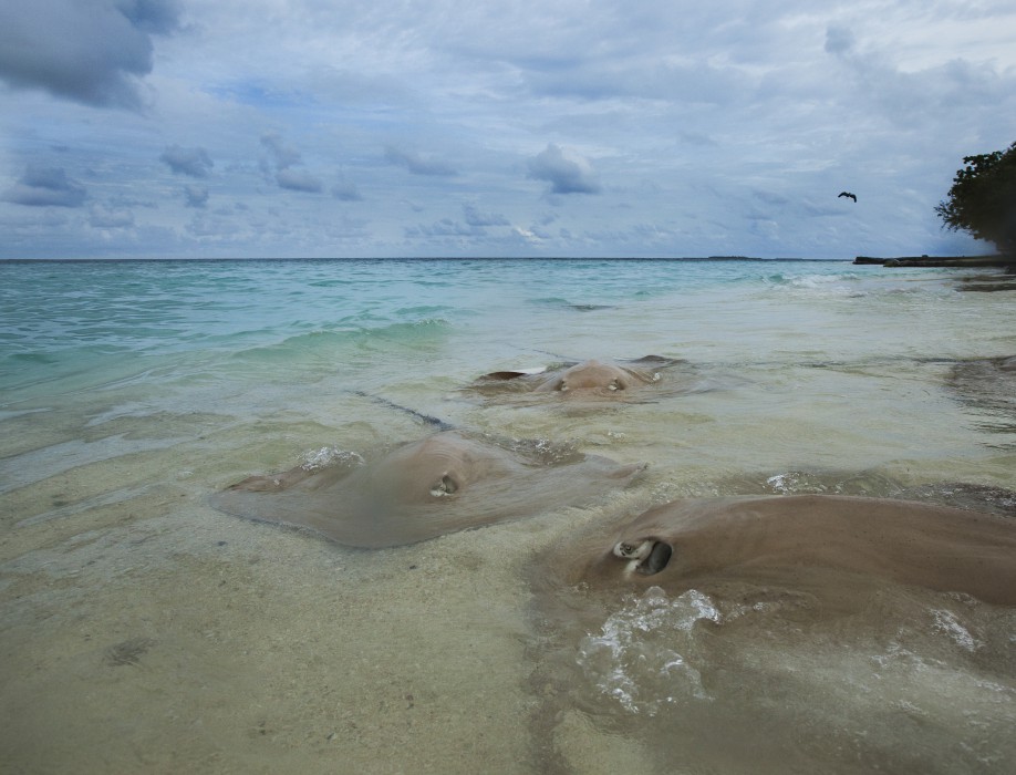 Taj Coral Reef Resort and Spa 34/85