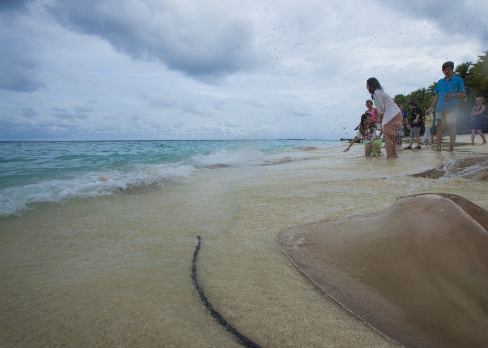 Taj Coral Reef Resort and Spa 35/85