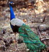 Pashan Garh A Taj Safari Lodge Panna National Park 8/26