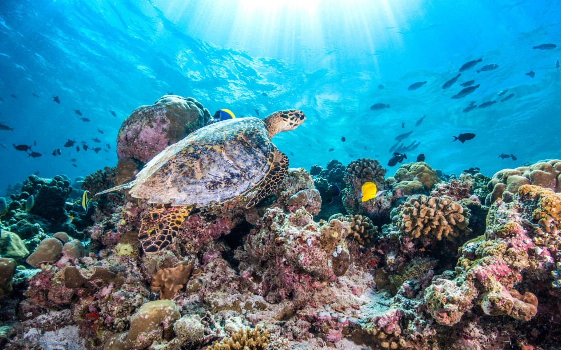 Ozen Reserve Bolifushi 85/136