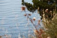 Almiriki Chios Rooms & Apartments 23/66