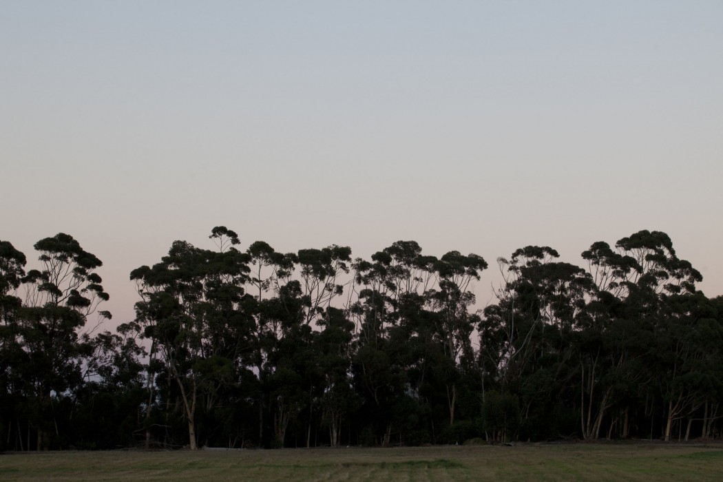Blue Gum Country Estate 31/89