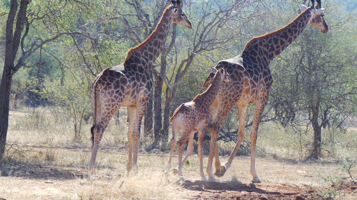 African Rock Lodge 44/82