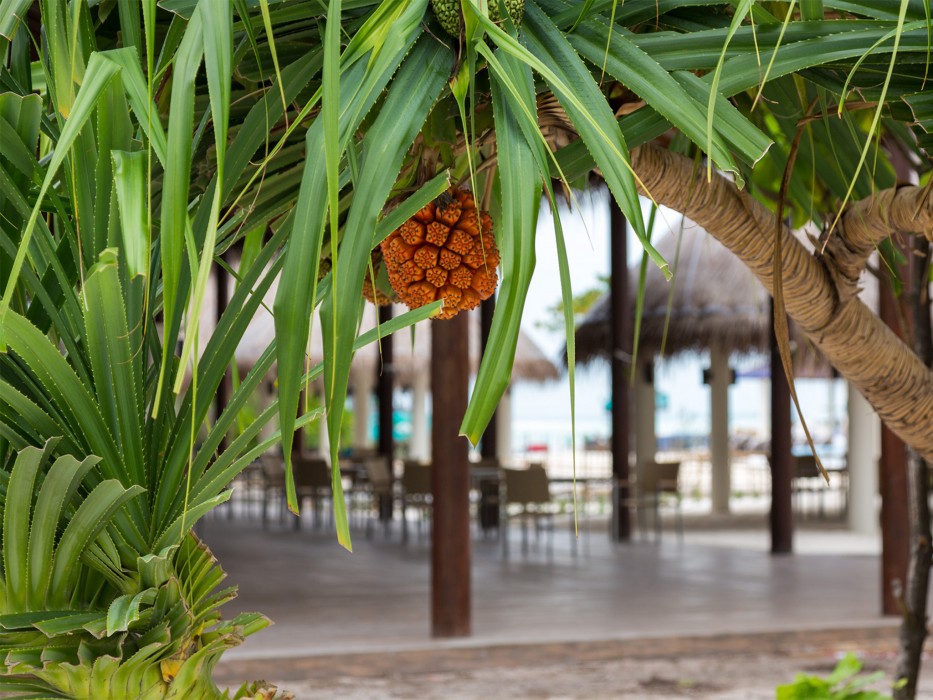 Cocoon Maldives 113/204