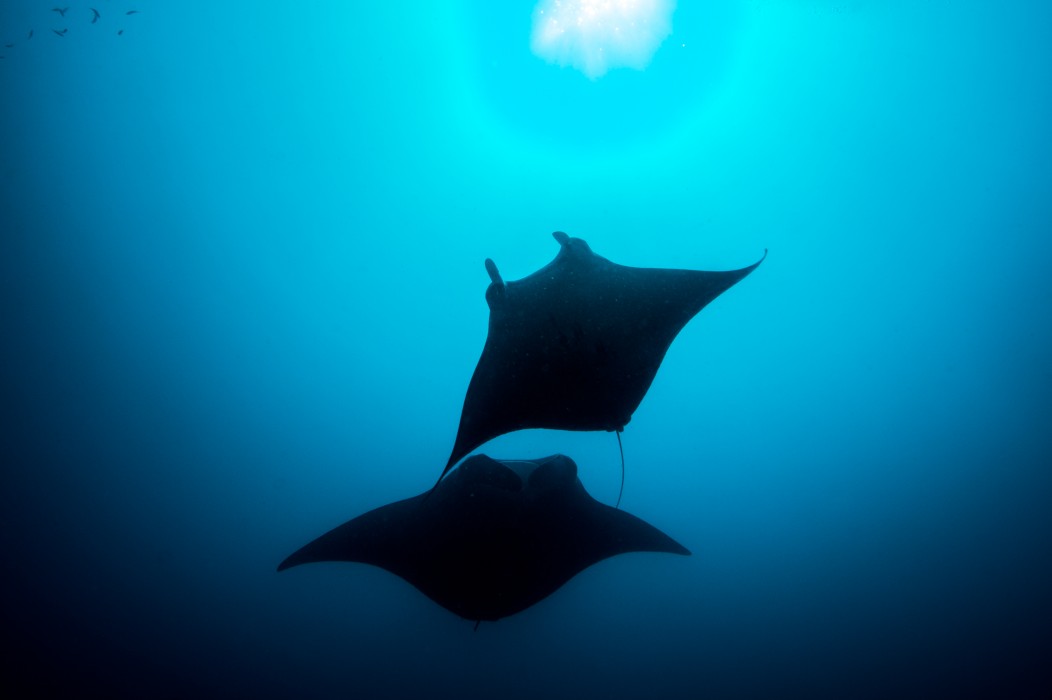 You and Me by Cocoon Maldives 242/293