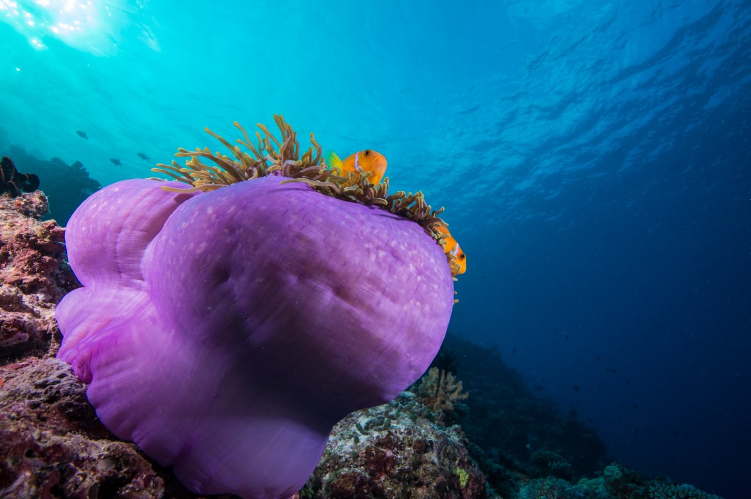 You and Me by Cocoon Maldives 217/293