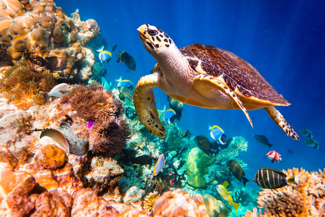 You and Me by Cocoon Maldives 247/293