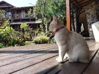 Shiyai Taoyuan B & B 10/30