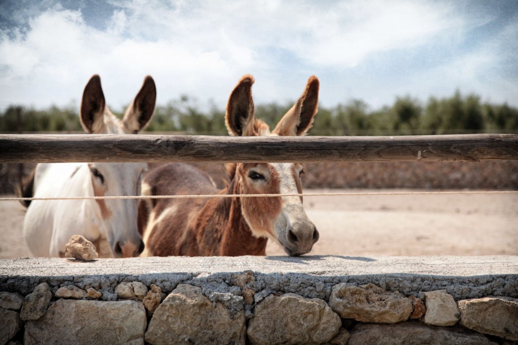 Masseria Prosperi 20/66