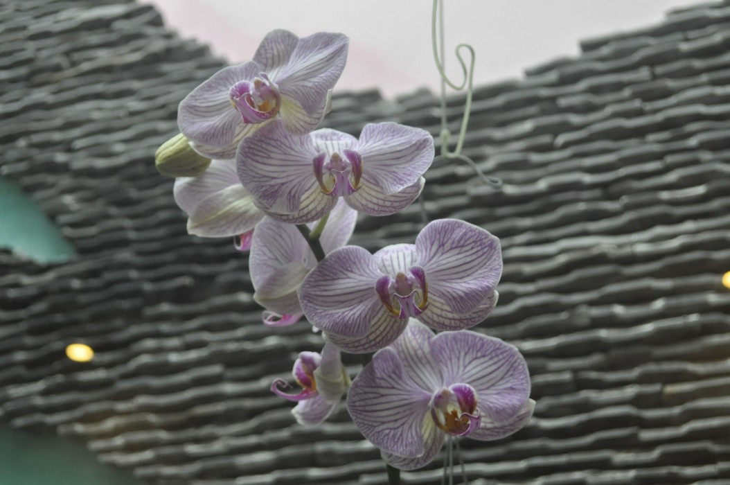 Green Coco Homestay Hoi An 43/91