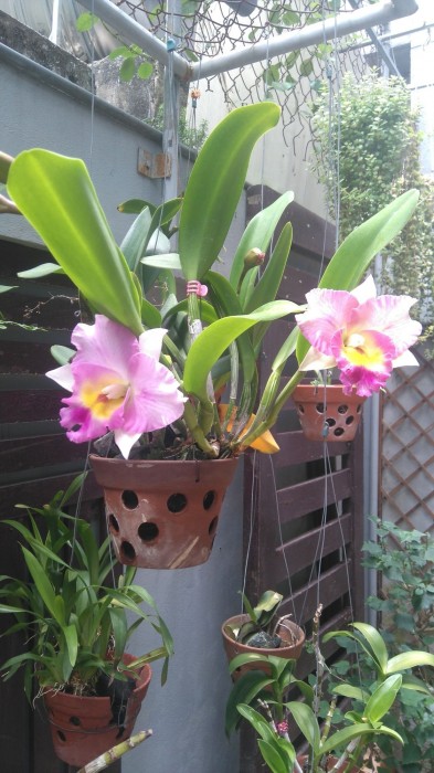 Green Coco Homestay Hoi An 26/91