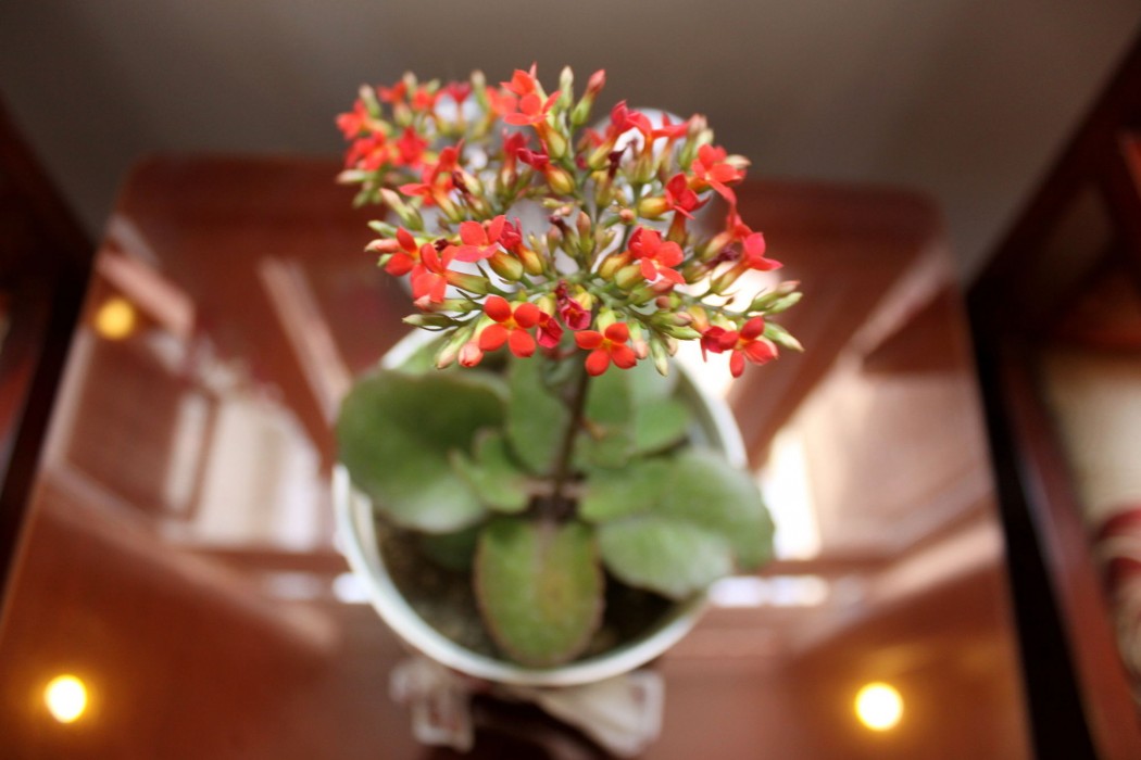 Green Coco Homestay Hoi An 28/91