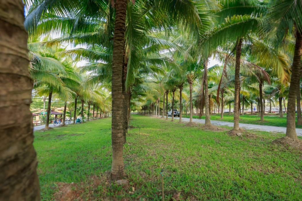 Coconut Resort 36/74