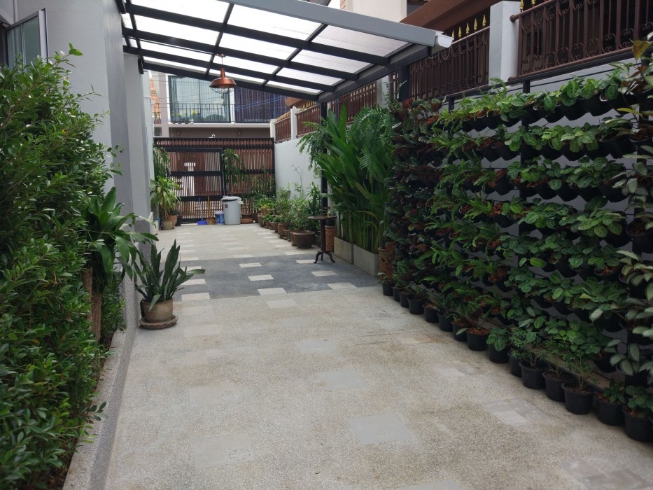 Celosia Chiang Mai 24/70