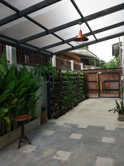 Celosia Chiang Mai 31/70