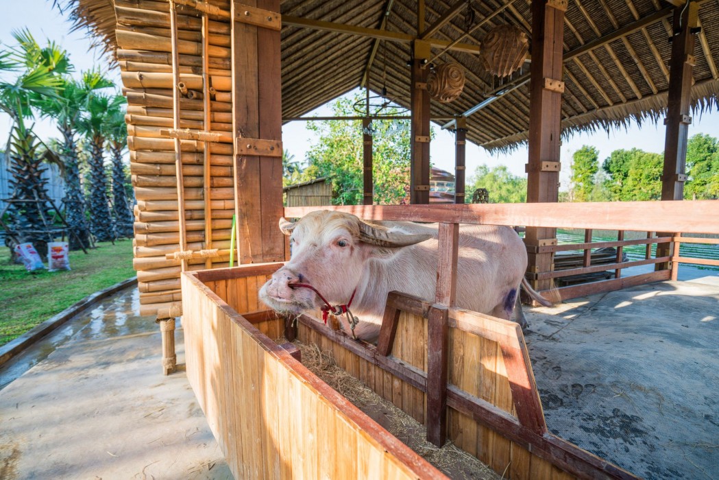 The Buffalo Amphawa 22/54