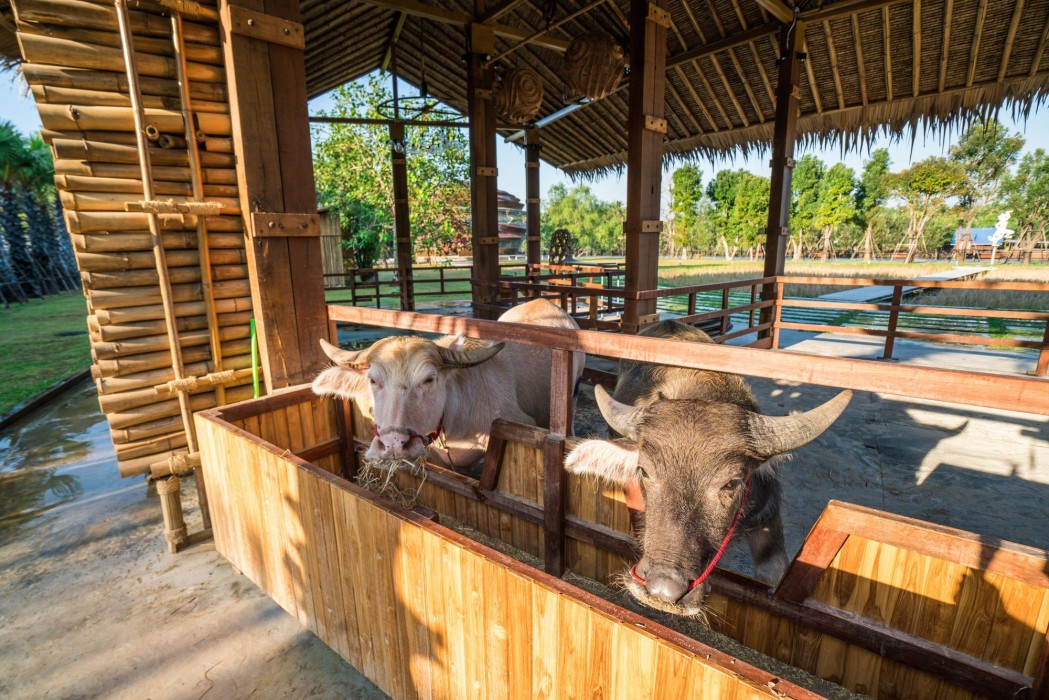 The Buffalo Amphawa 21/54