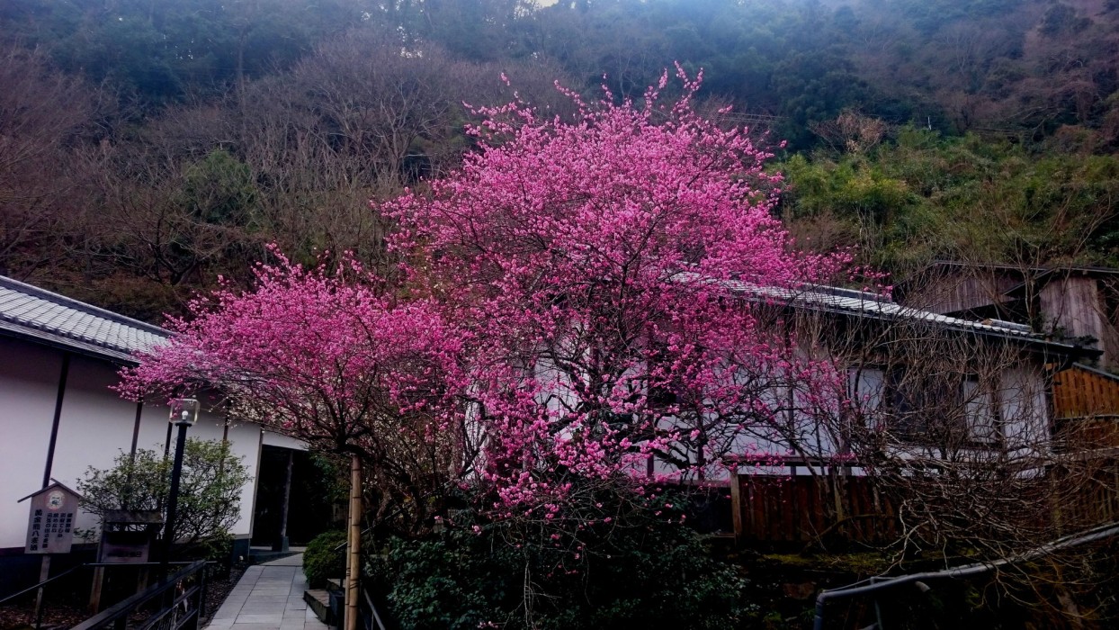 Beppu Showaen 24/44