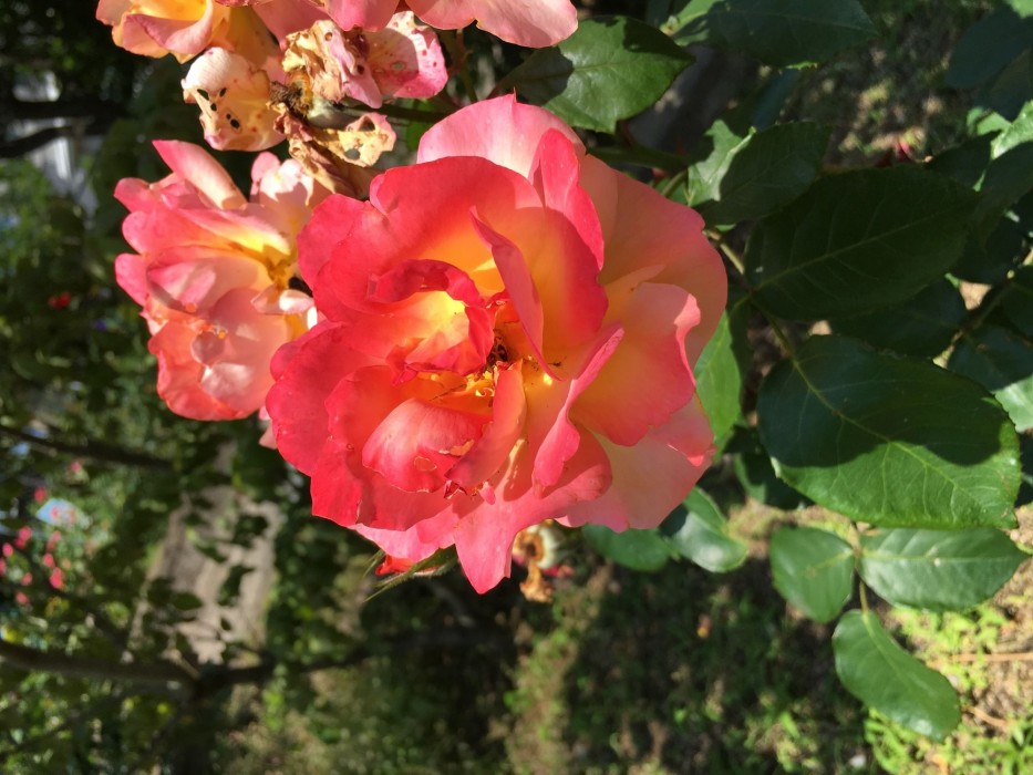 Fukuyama Rose Garden Hotel 44/82