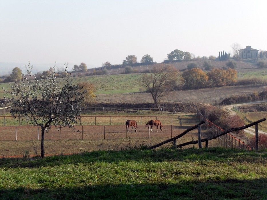 Podere Pievina 34/100