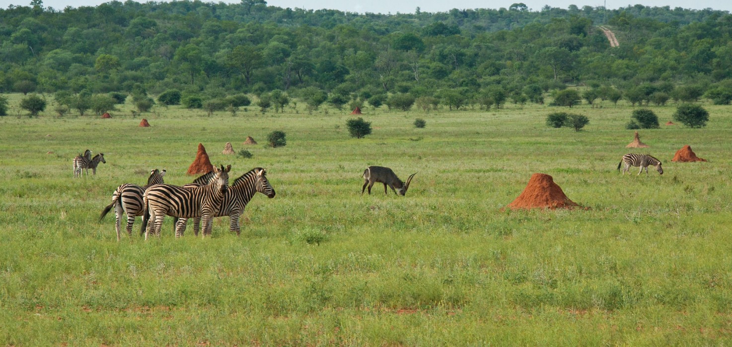 Casart Game Lodge 10/72
