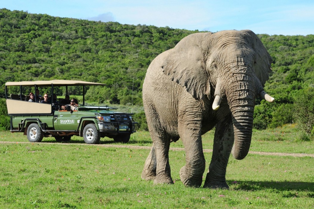 Shamwari Private Game Reserve 4/50