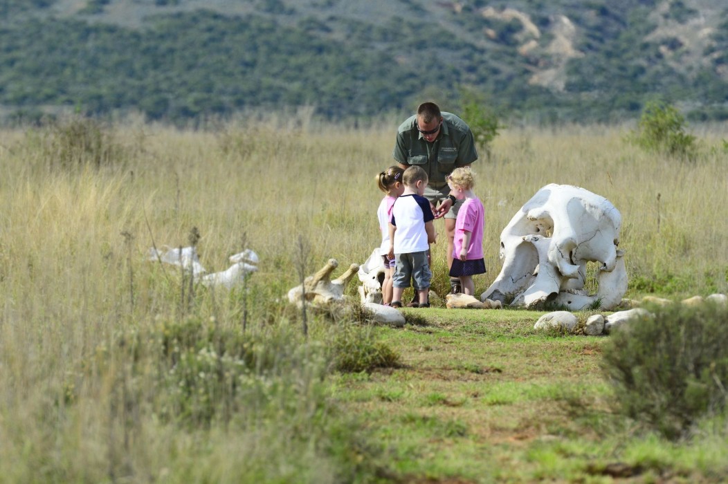 Shamwari Private Game Reserve 18/50
