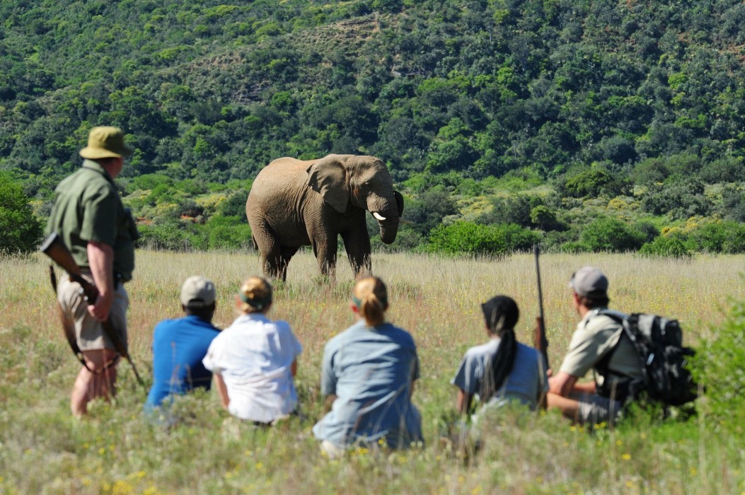 Shamwari Private Game Reserve 20/50