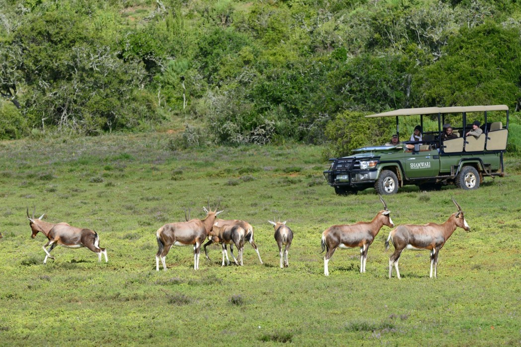 Shamwari Private Game Reserve 12/50