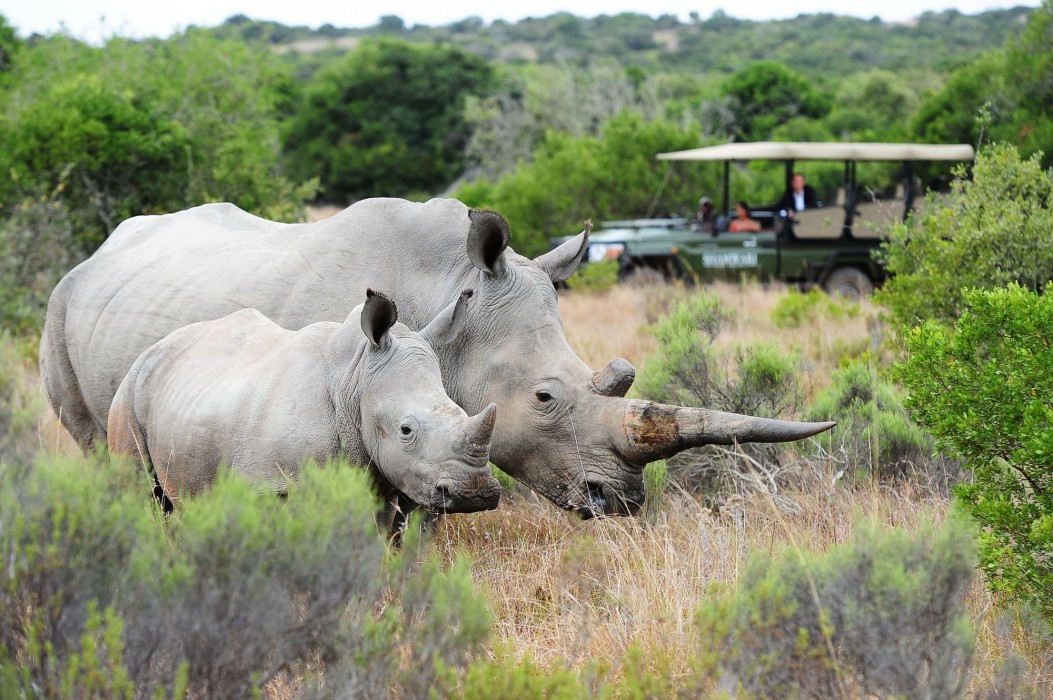 Shamwari Private Game Reserve 44/50