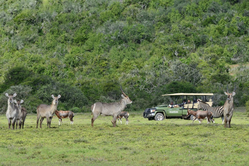 Shamwari Private Game Reserve 43/50