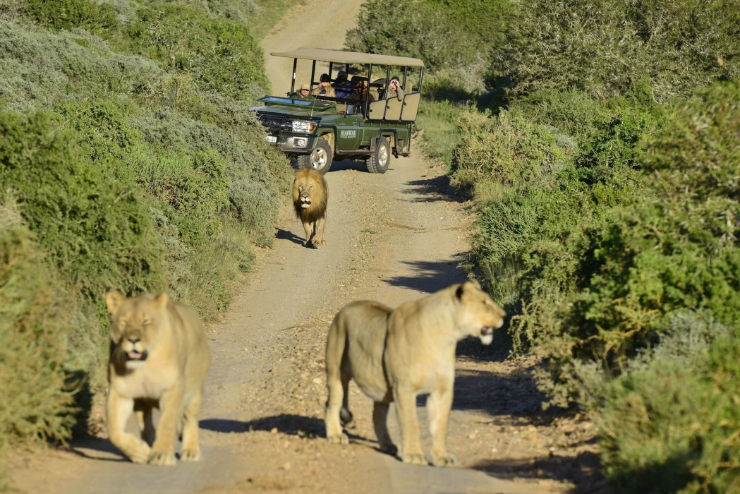 Shamwari Private Game Reserve 41/50
