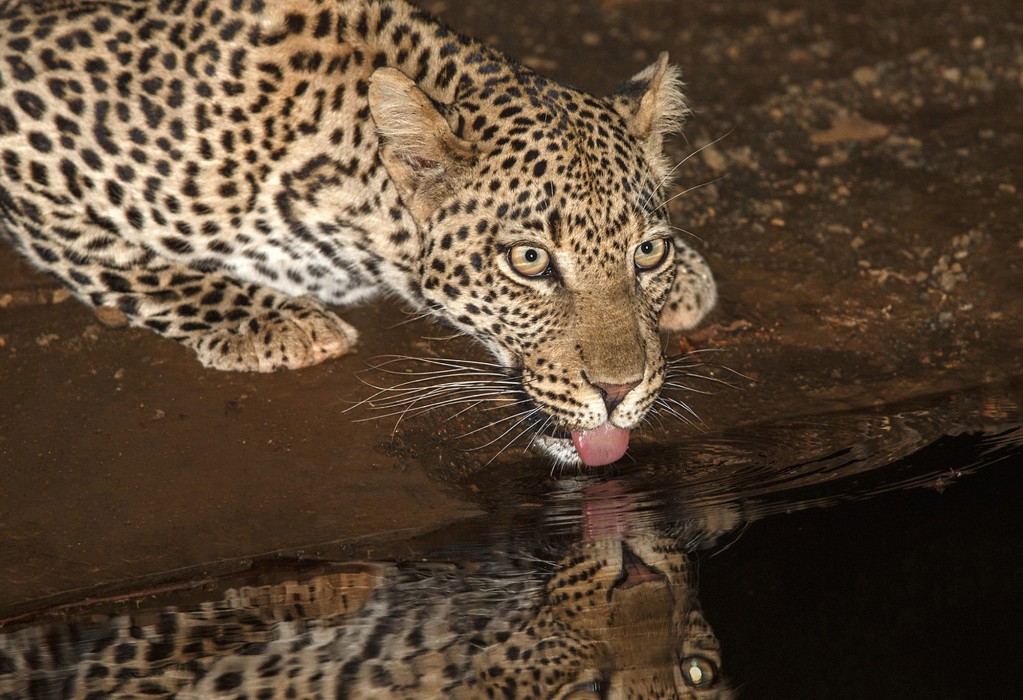 Etali Safari Lodge 7/41