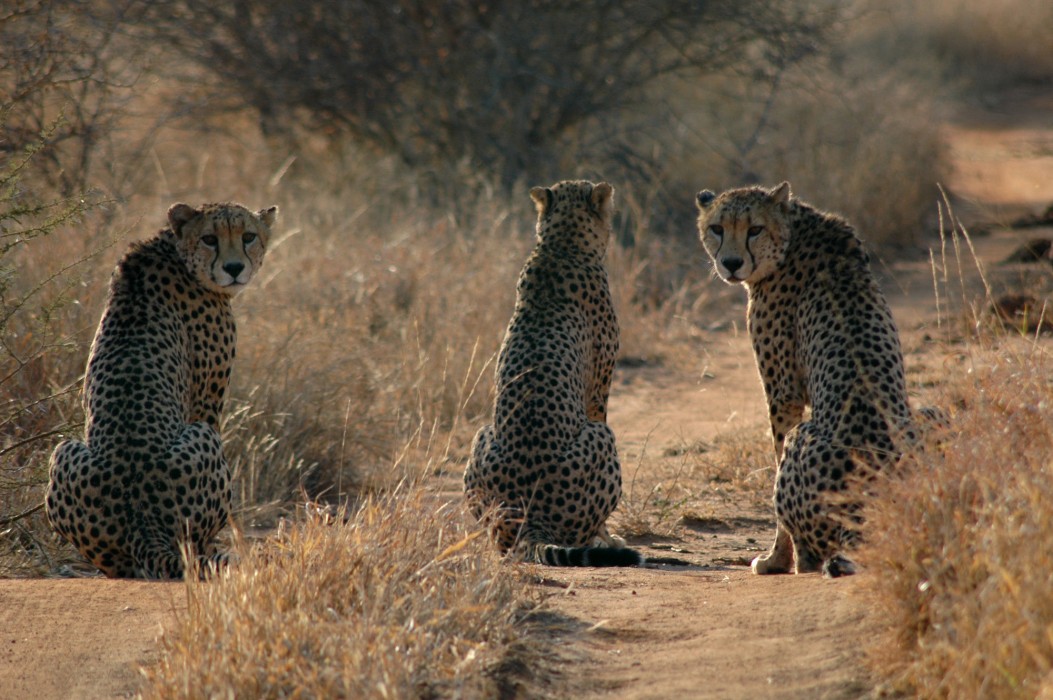 Etali Safari Lodge 16/41