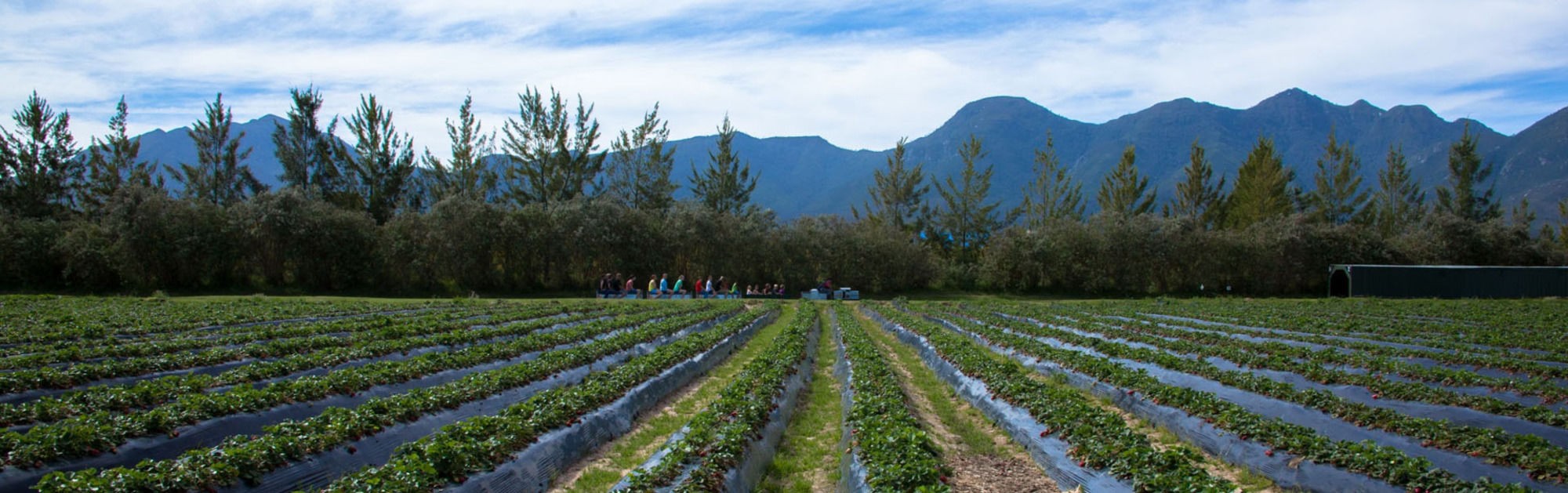 Redberry Farm 3/3