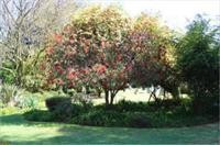 Big Tree B&B And Guest House 34/47