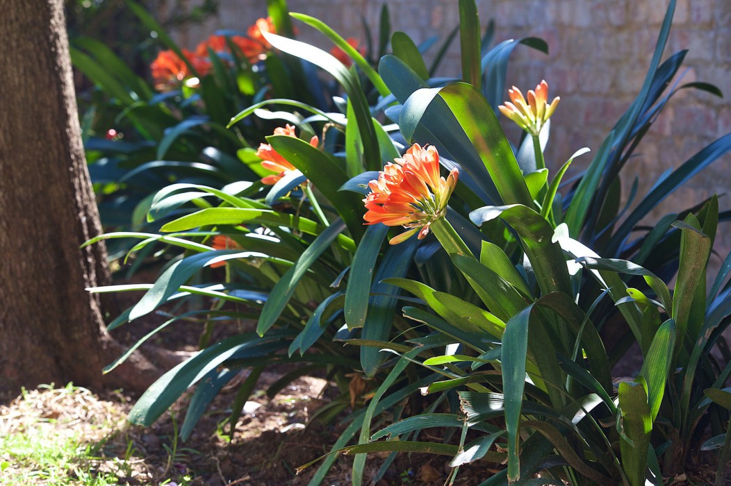 Stellenbosch Gardens — foto 3