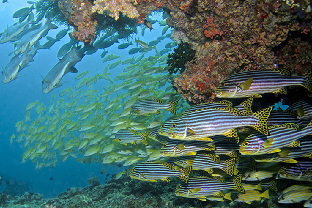 Baros Maldives 75/115