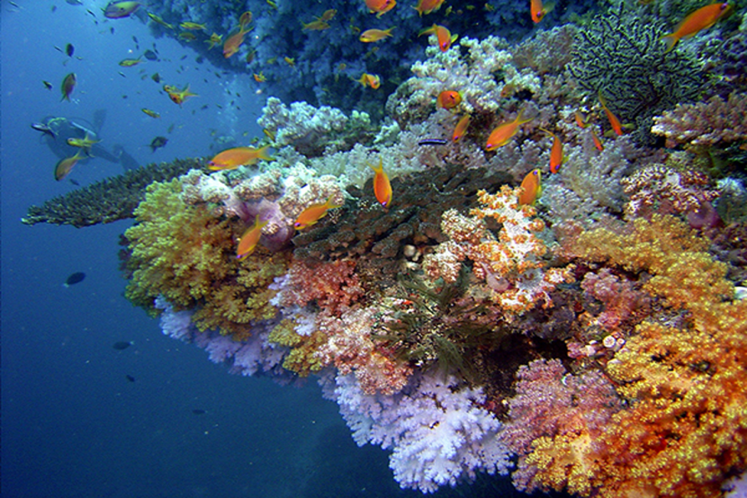Baros Maldives 76/115