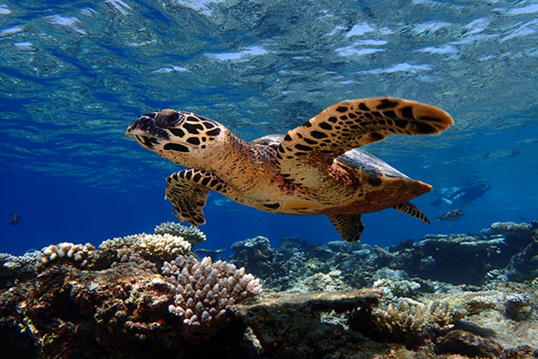 Baros Maldives 74/115