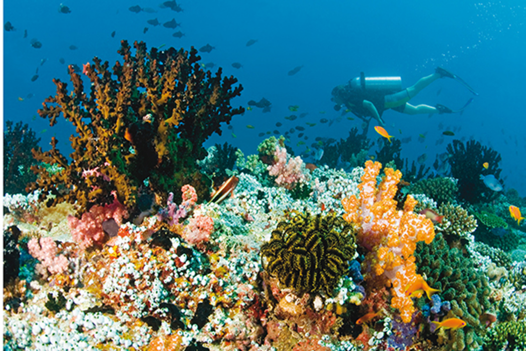 Baros Maldives 73/115