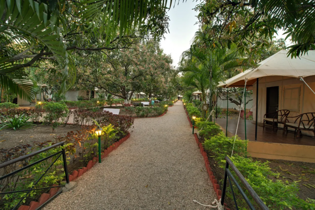 Gir Lion Safari Camp in Talala