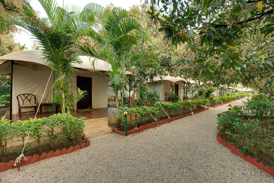 Gir Lion Safari Camp in Talala