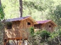Saban Tree Houses 15/18