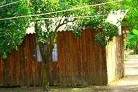 Saban Tree Houses 6/18