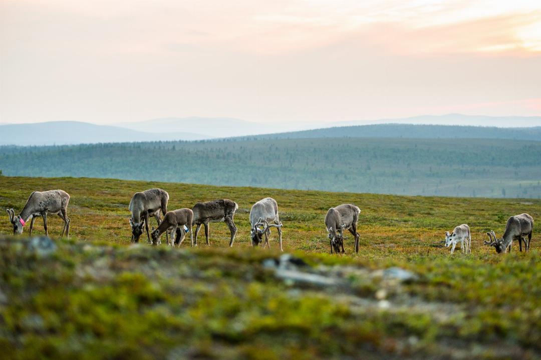 Kakslauttanen Arctic Resort in Kakslauttanen