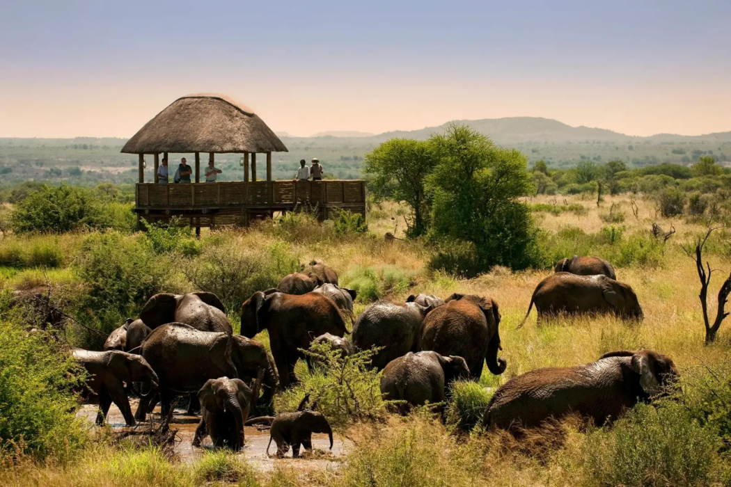 Morukuru Family Madikwe 16/19