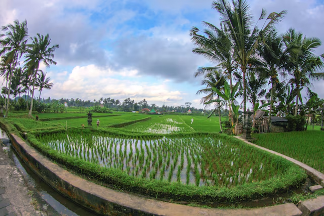 Belvilla Moksha Ceking Rice TerraceNearUbud Jungle Swing 6/33