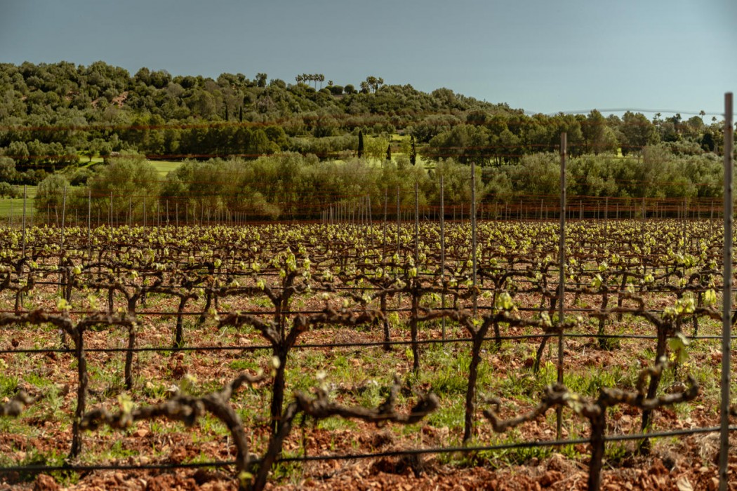 Agroturismo es Mayolet 70/84